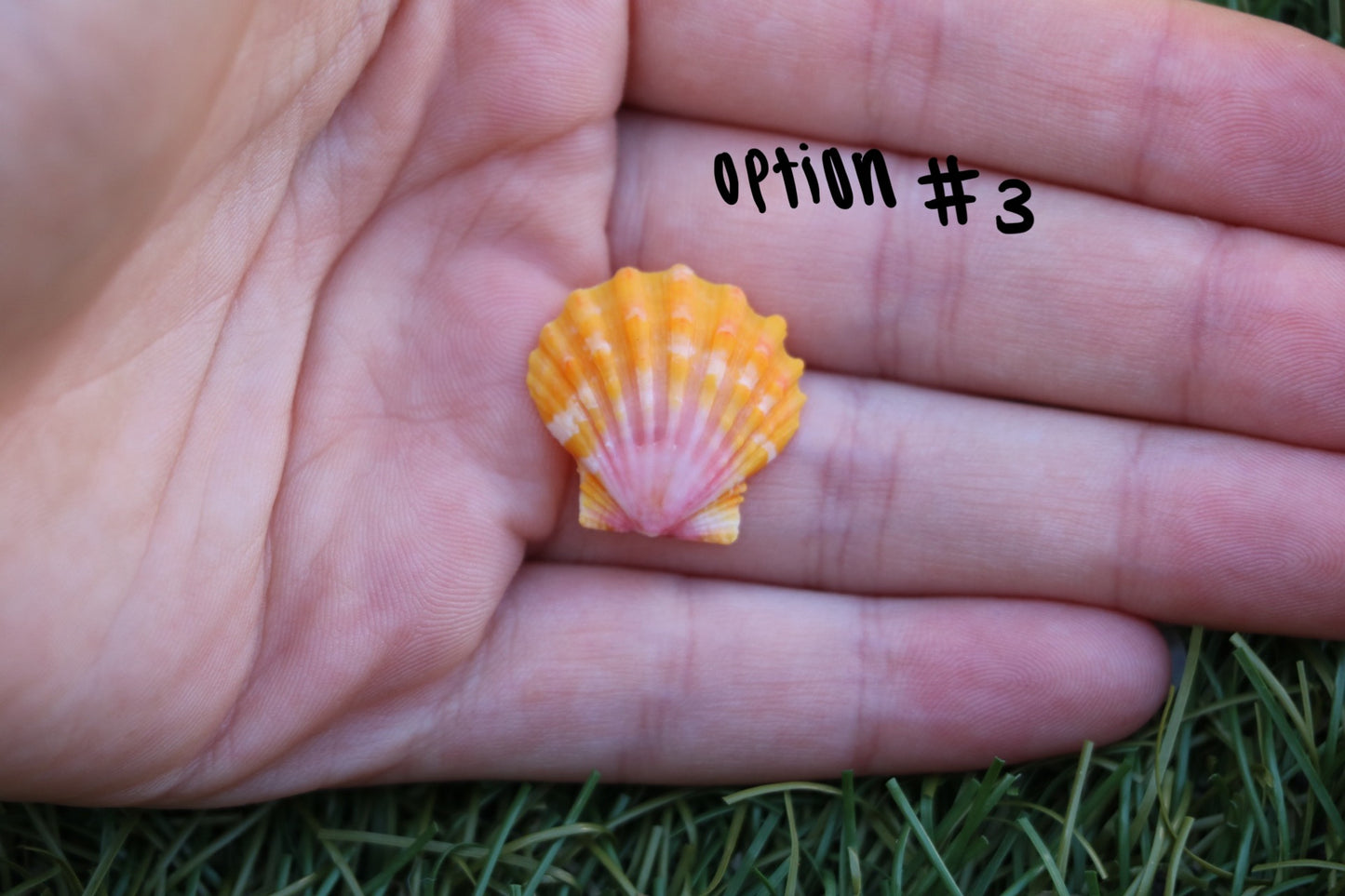 Sunrise Shell Gold Charm Necklace